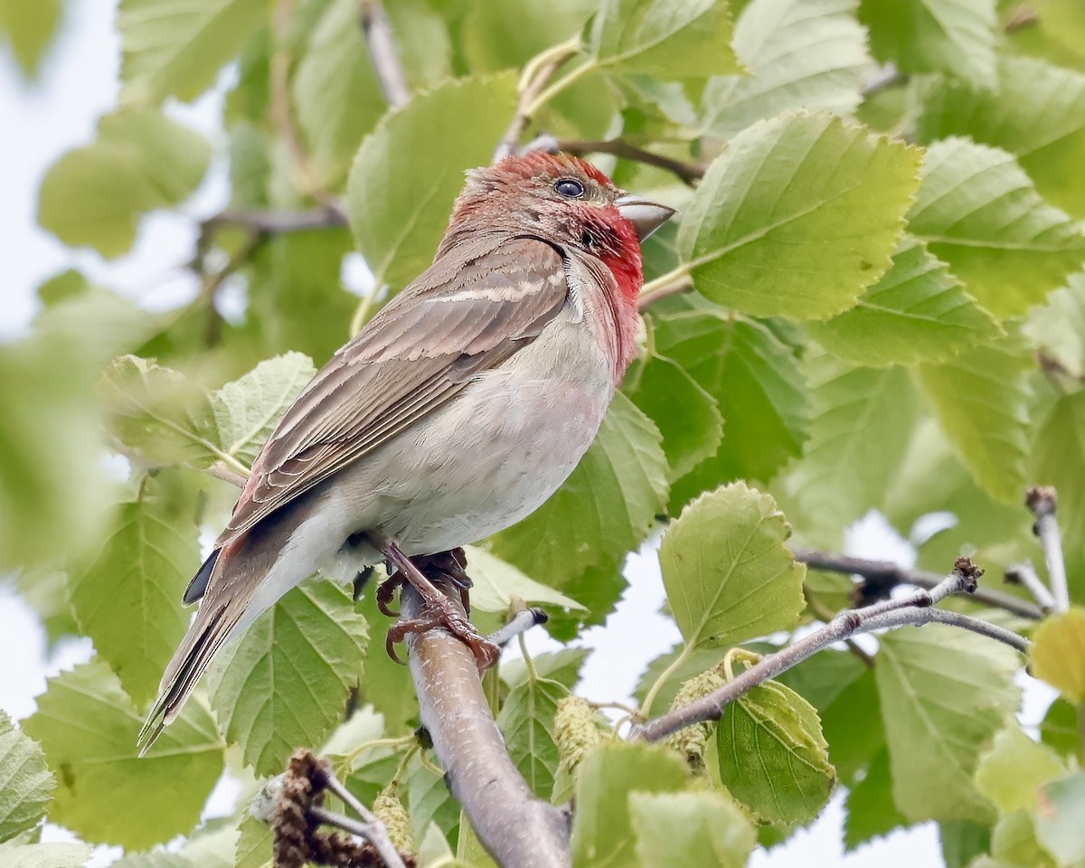 Common Rosefinch - Jan Hansen