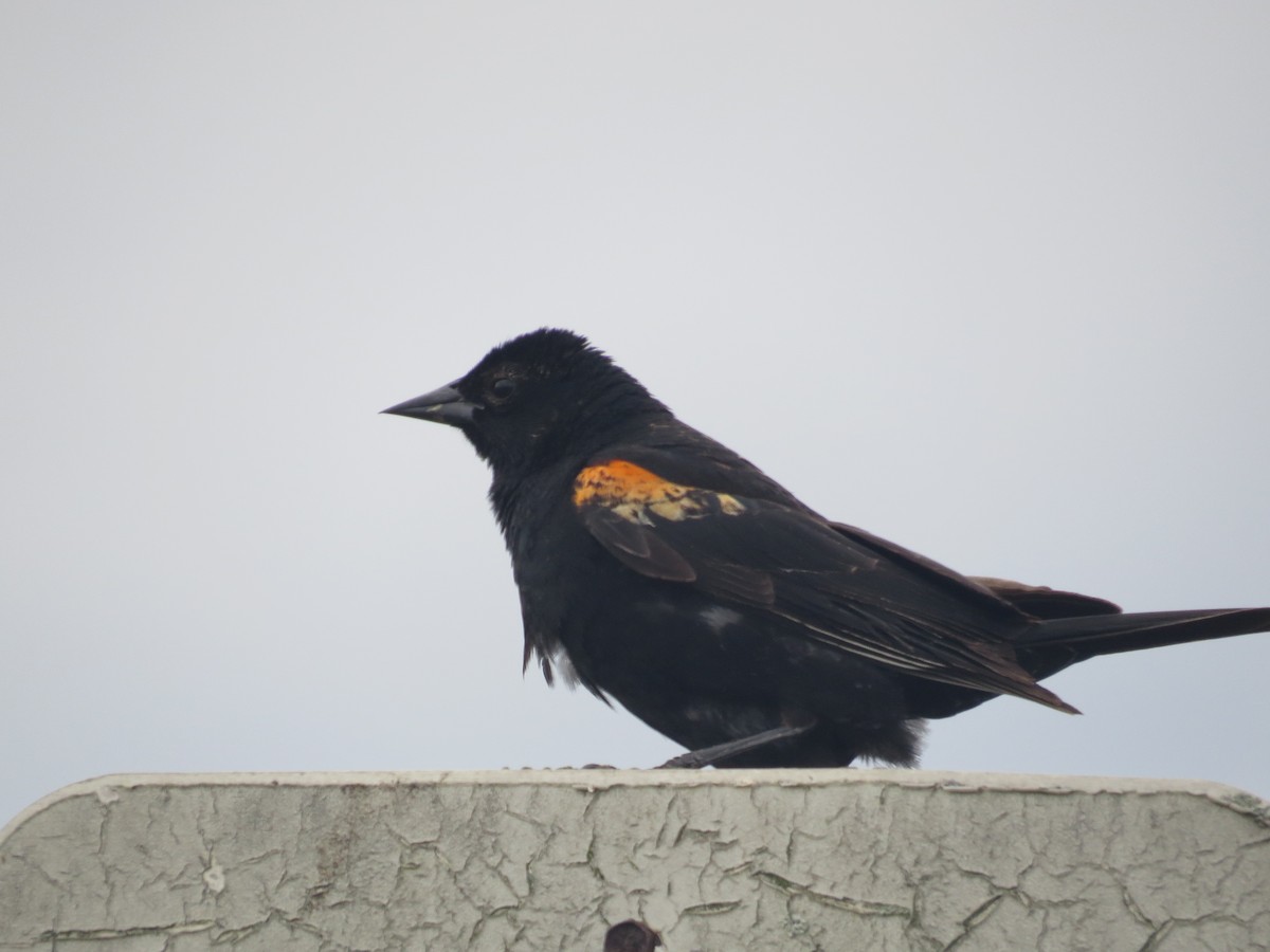 Red-winged Blackbird - ML620167039