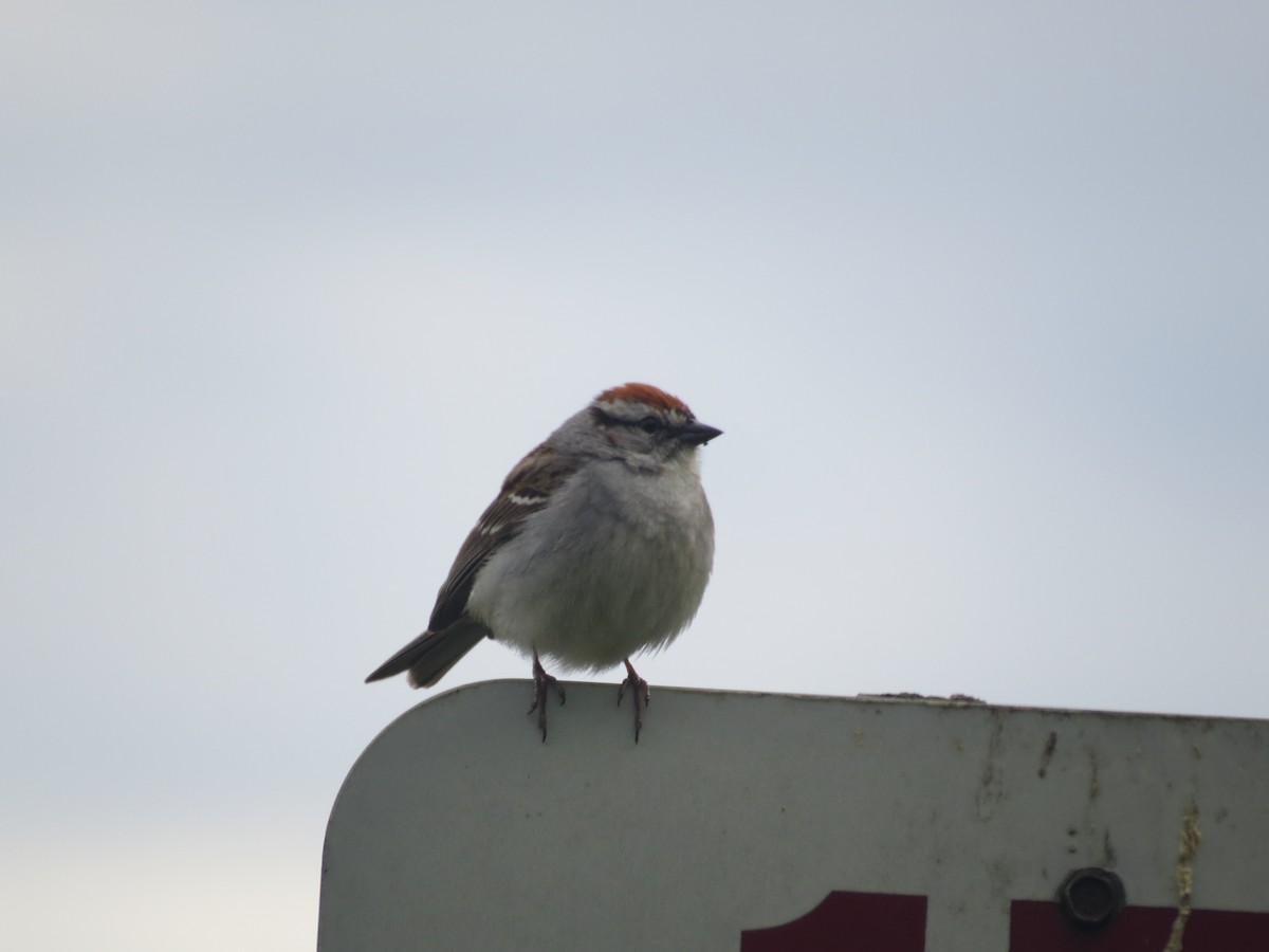 Chipping Sparrow - ML620167046