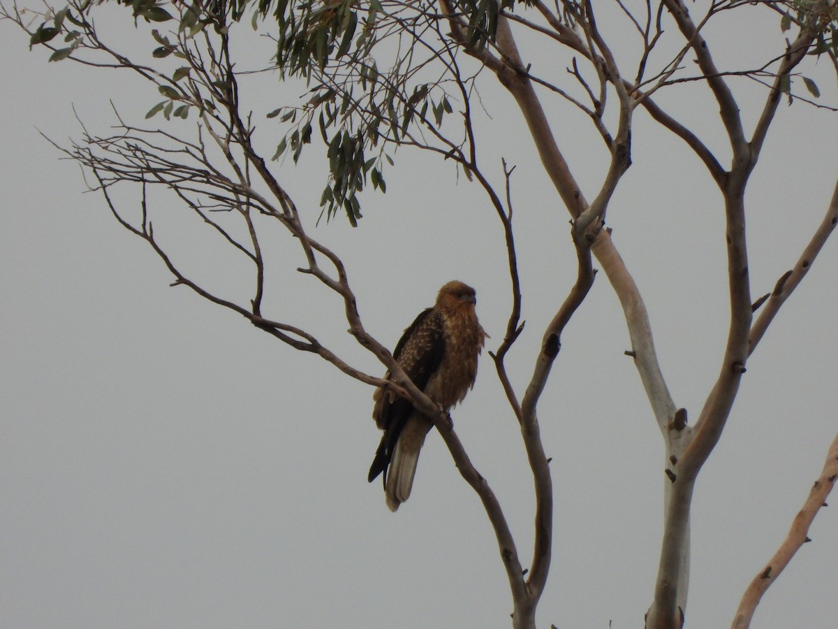 Whistling Kite - ML620167065