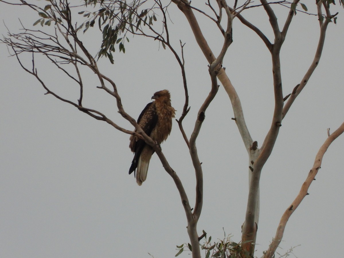 Whistling Kite - ML620167068