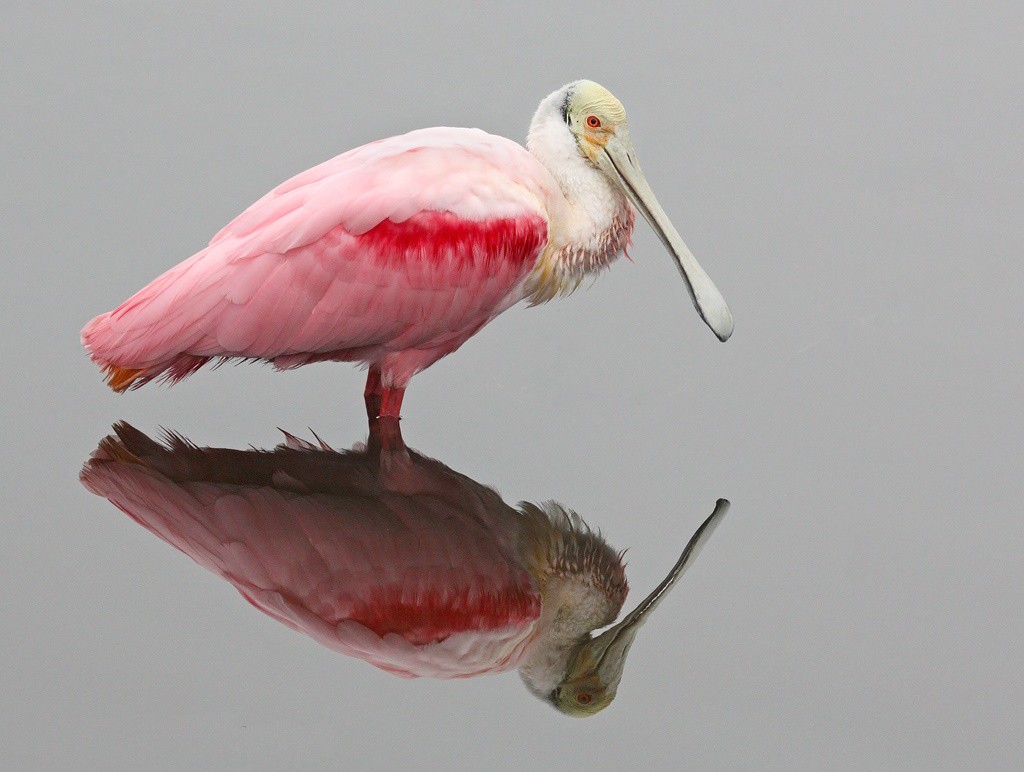 Roseate Spoonbill - ML620167073