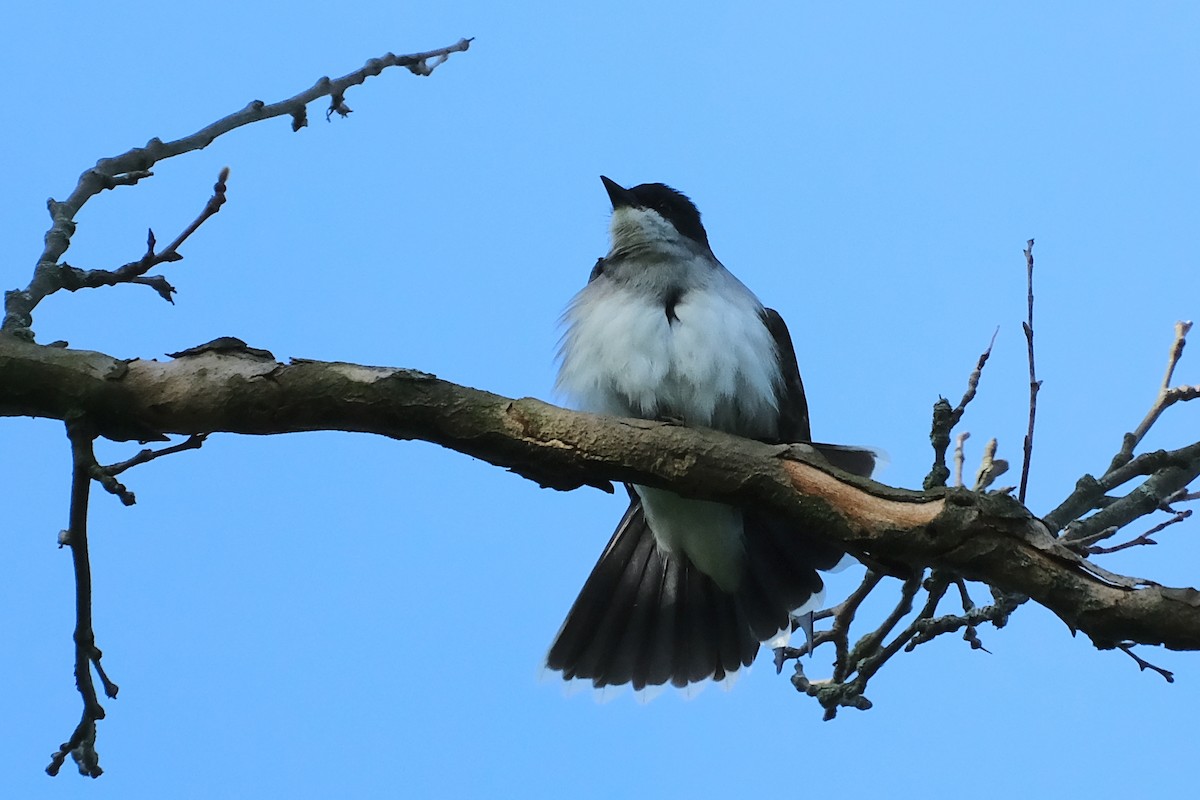 Eastern Kingbird - ML620167085