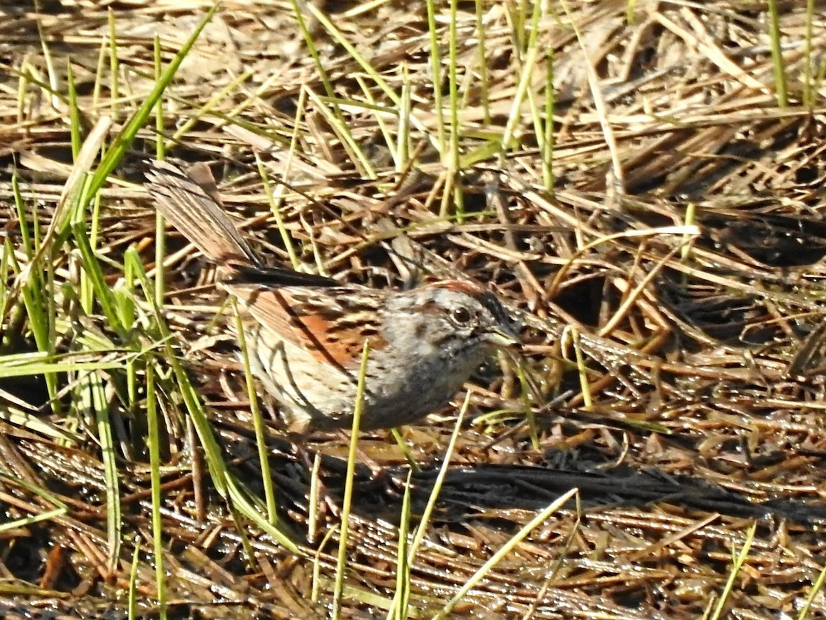 Swamp Sparrow - ML620167099