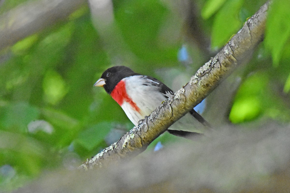 Cardinal à poitrine rose - ML620167102