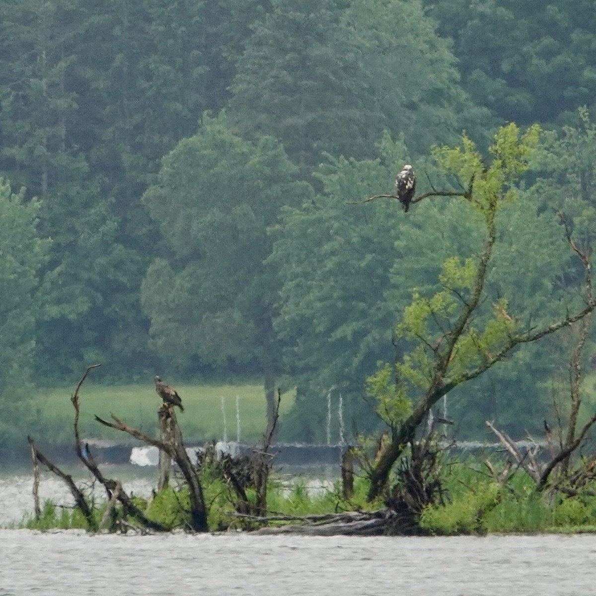 Weißkopf-Seeadler - ML620167103