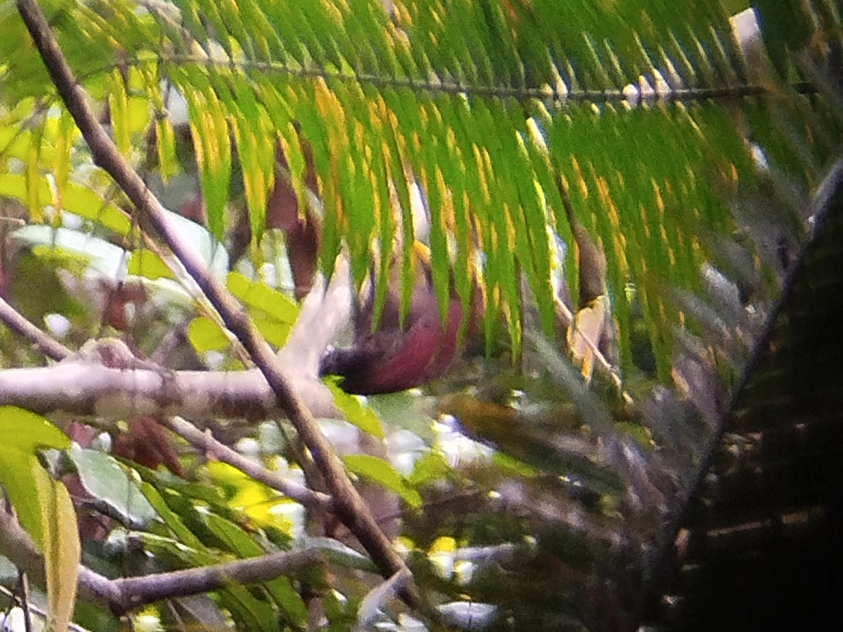 Maroon Woodpecker - ML620167106