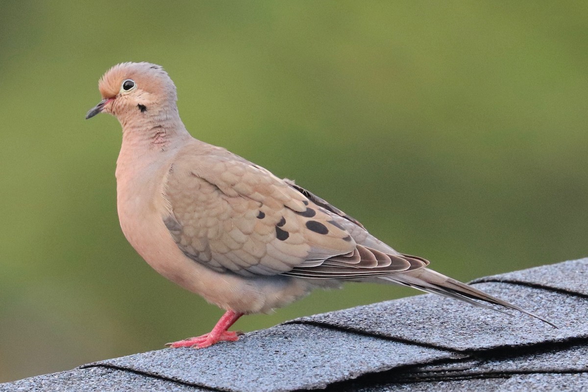 Mourning Dove - ML620167116