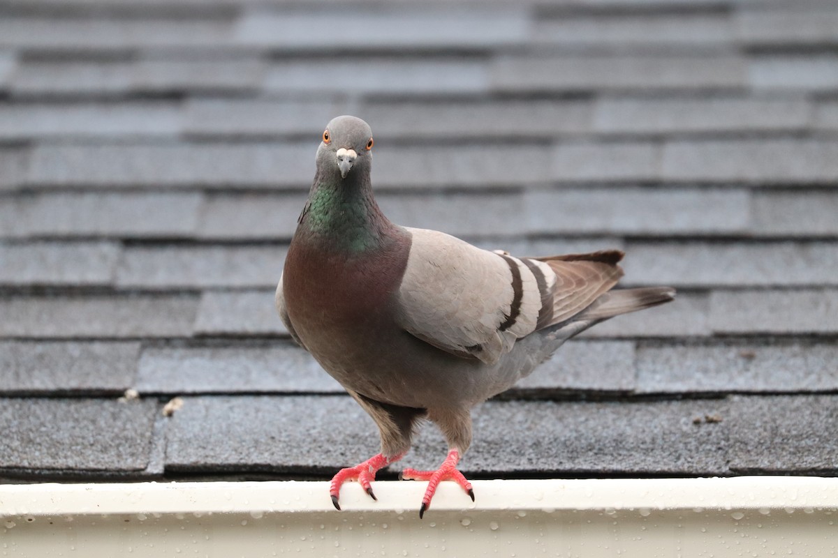 Rock Pigeon (Feral Pigeon) - ML620167118