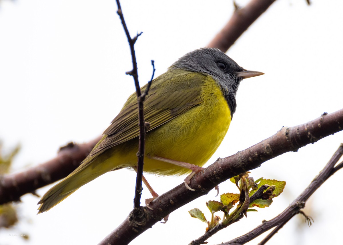 Mourning Warbler - ML620167119