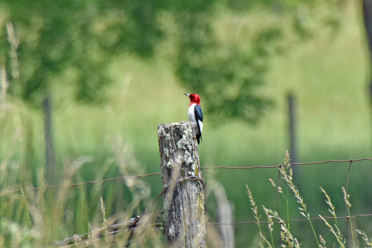 Red-headed Woodpecker - ML620167122