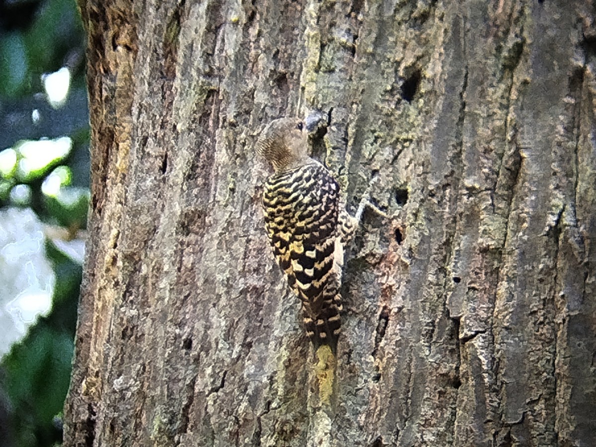 Buff-rumped Woodpecker - ML620167128