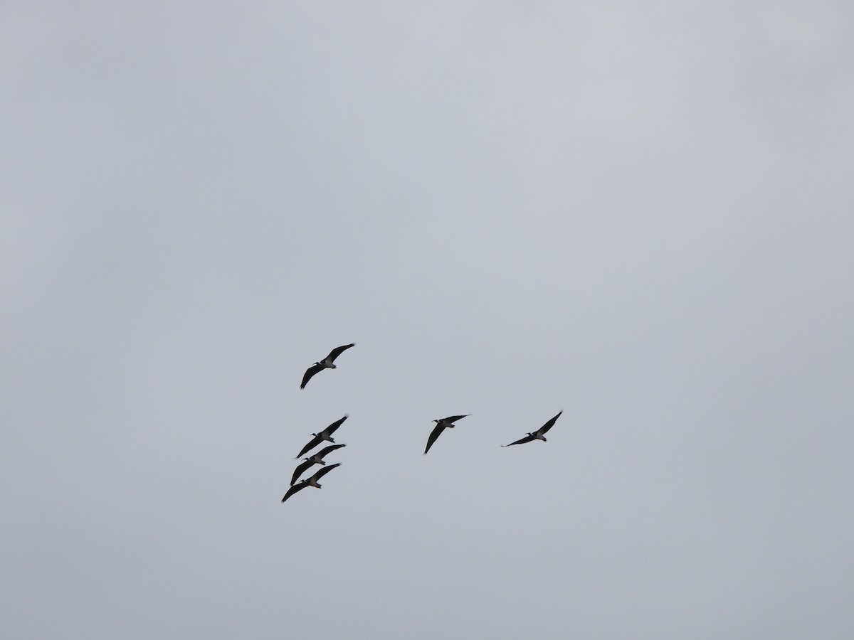 ibis slámokrký - ML620167129