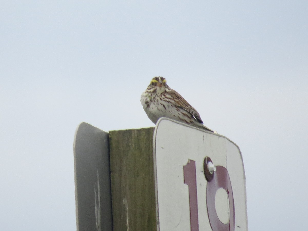 Savannah Sparrow - ML620167131