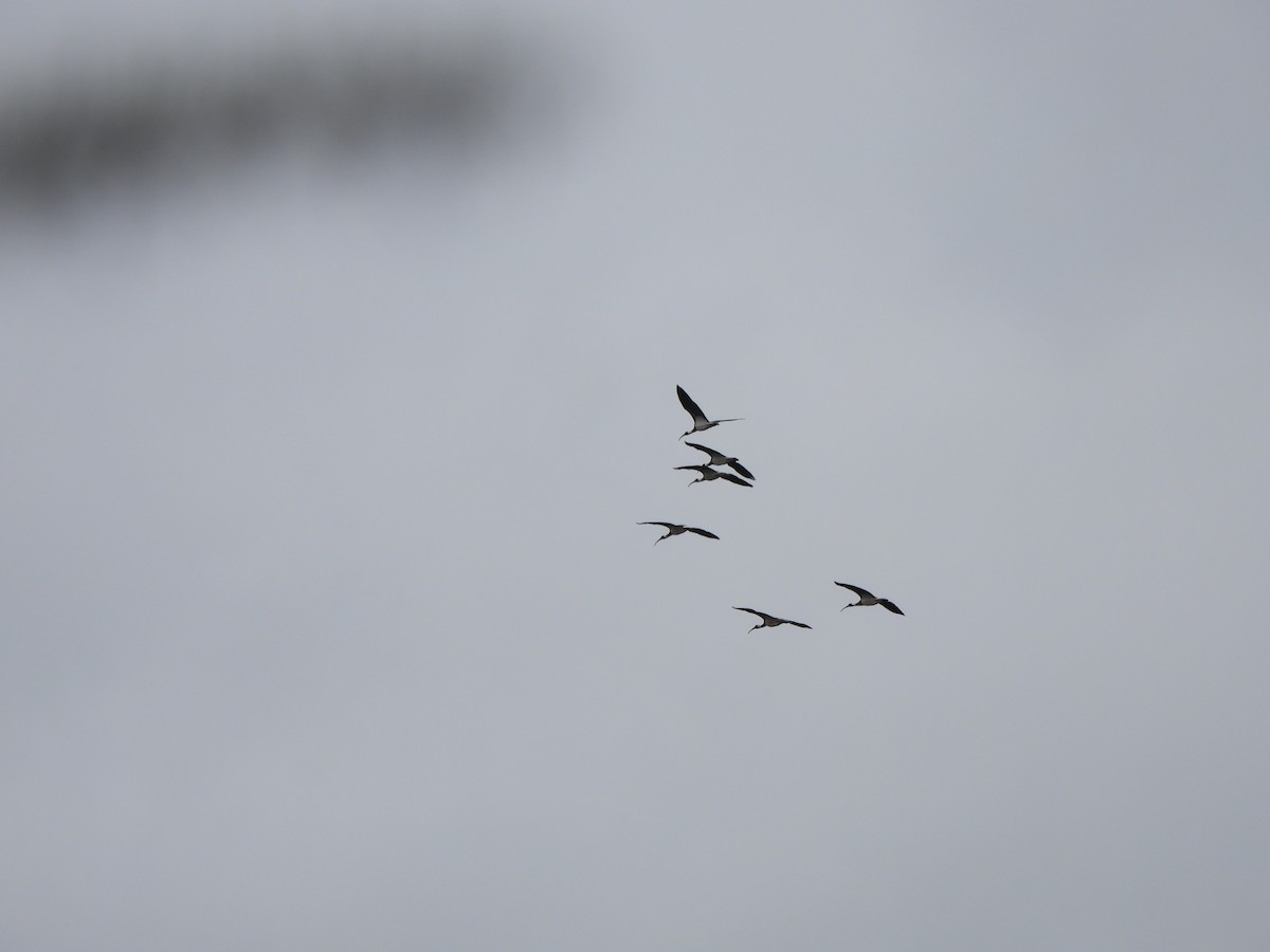 ibis slámokrký - ML620167134