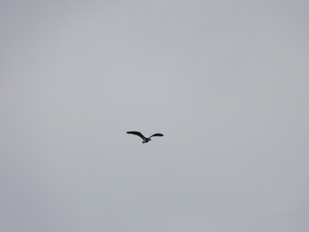 ibis slámokrký - ML620167141