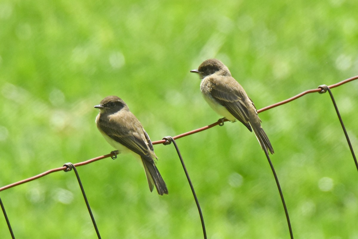 Eastern Phoebe - ML620167143