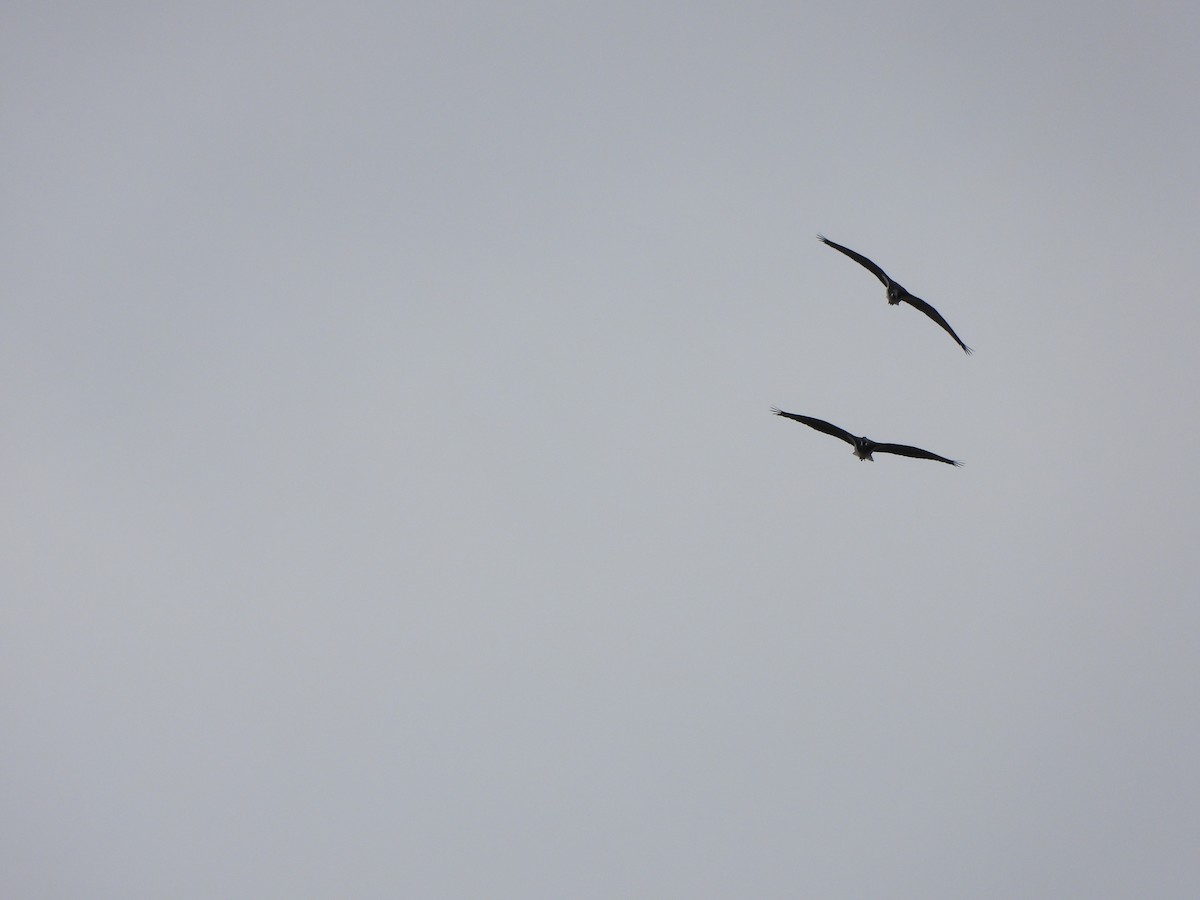 Straw-necked Ibis - ML620167147