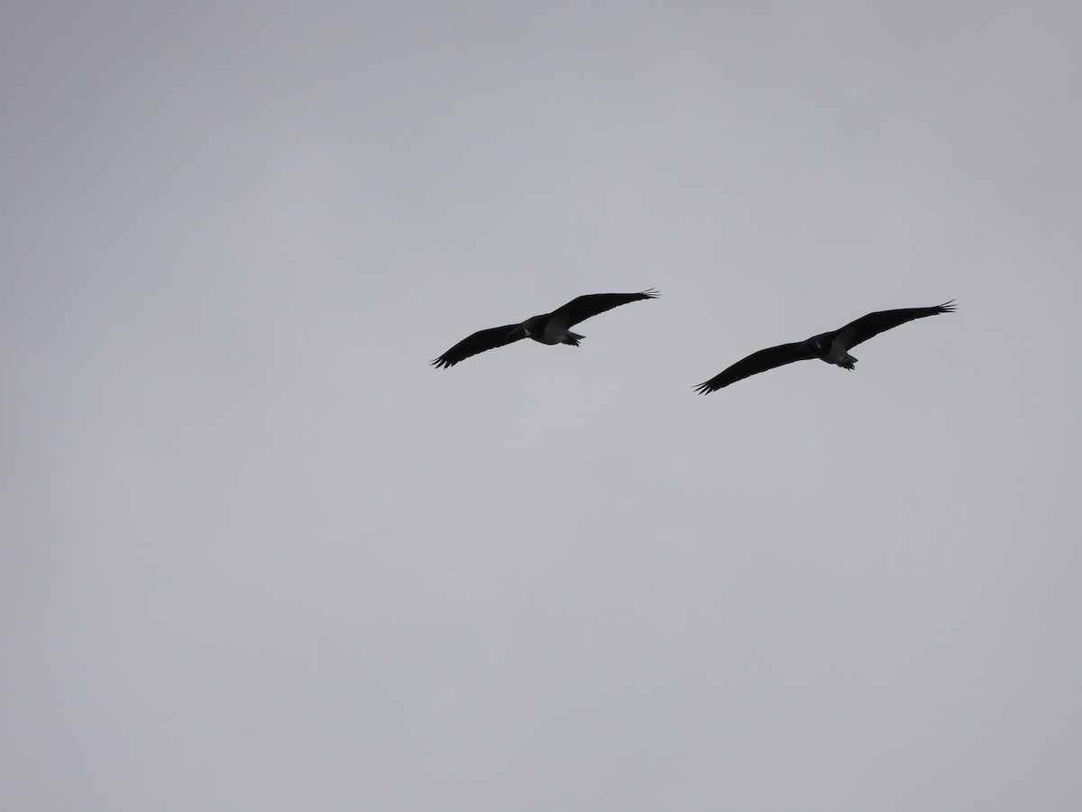 ibis slámokrký - ML620167150
