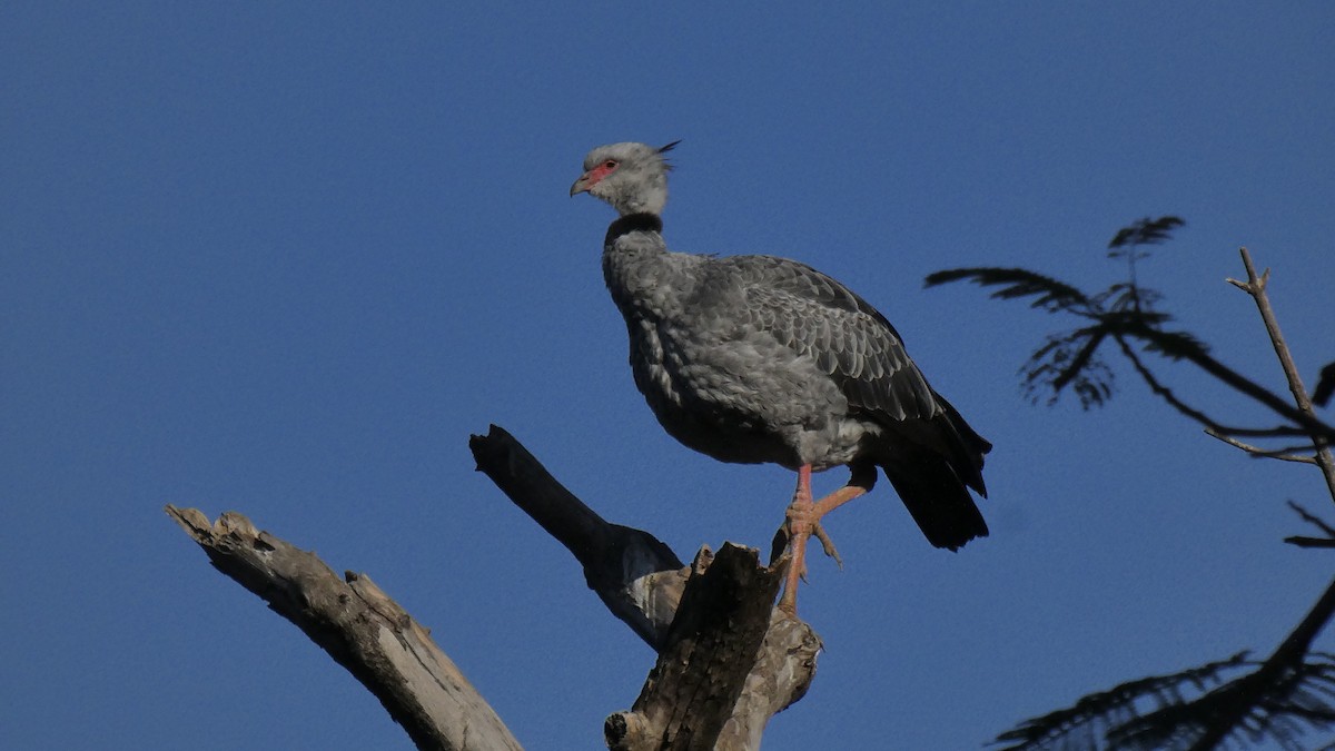 Southern Screamer - ML620167151