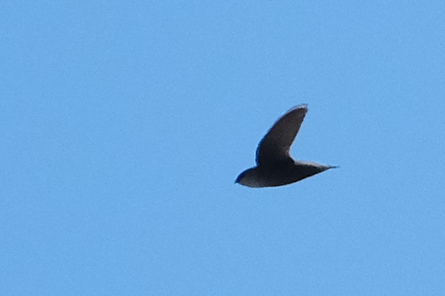 Chimney Swift - ML620167153