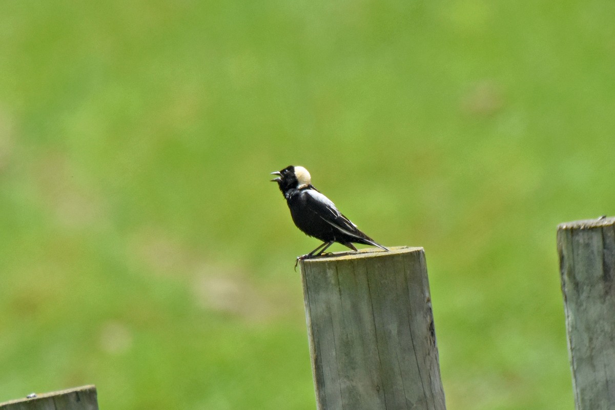 Bobolink - Pamela Scrima