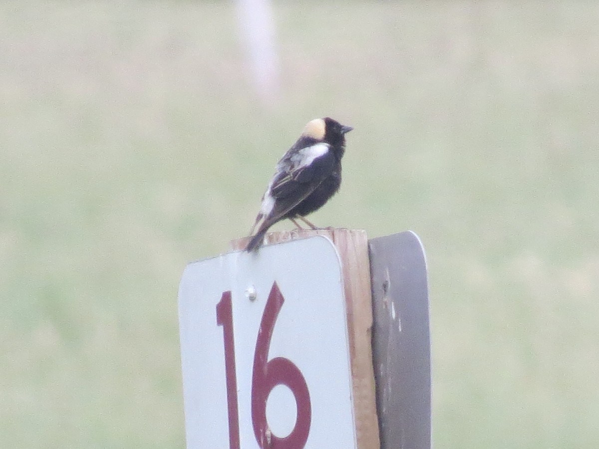 Bobolink - ML620167161