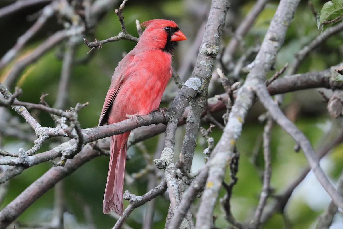 Cardinal rouge - ML620167164