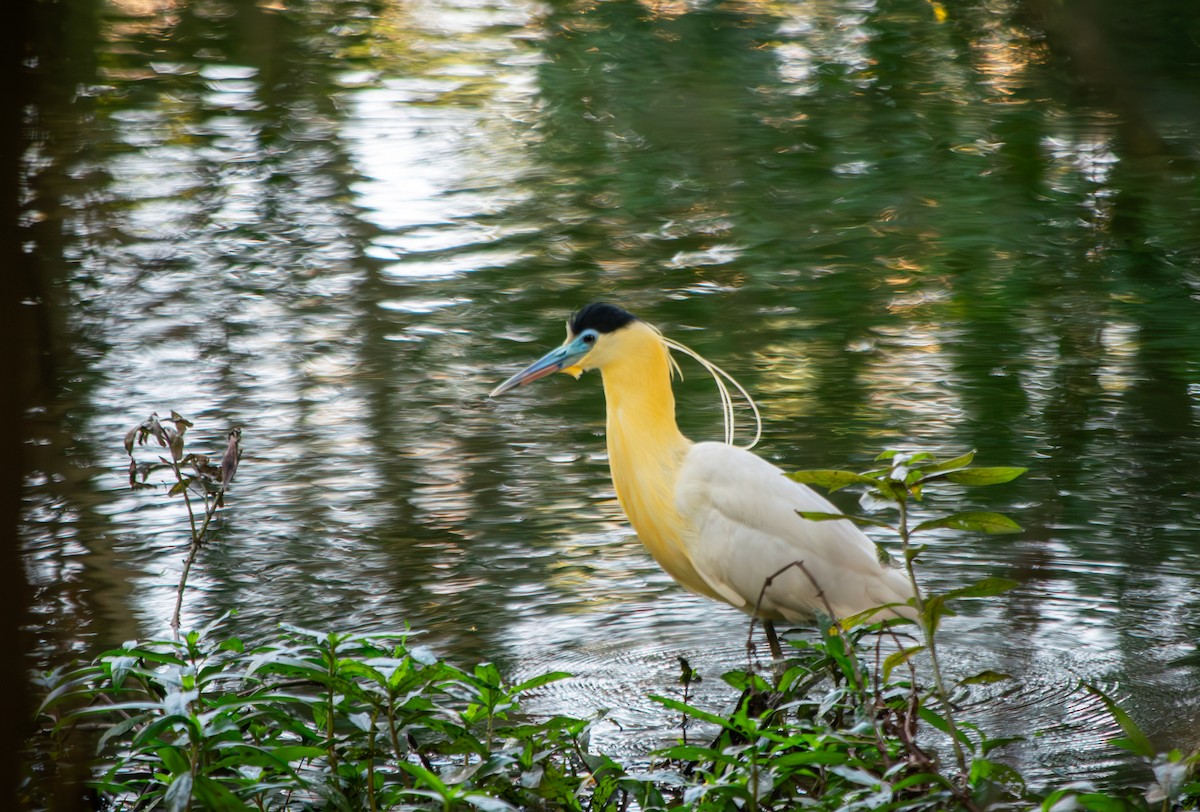 Capped Heron - ML620167165