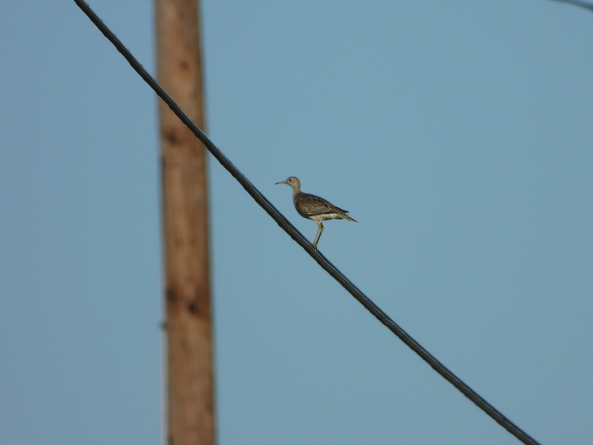 Upland Sandpiper - ML620167168