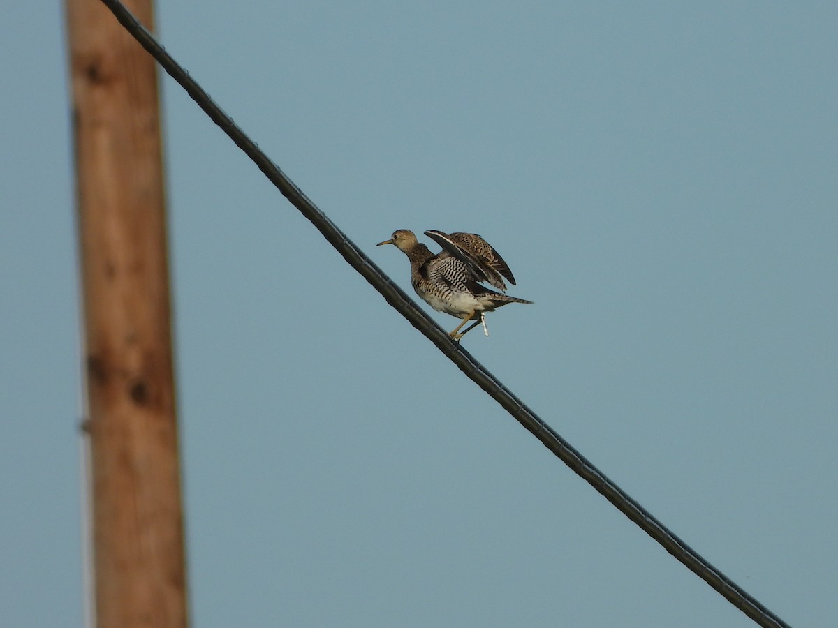 Upland Sandpiper - ML620167169