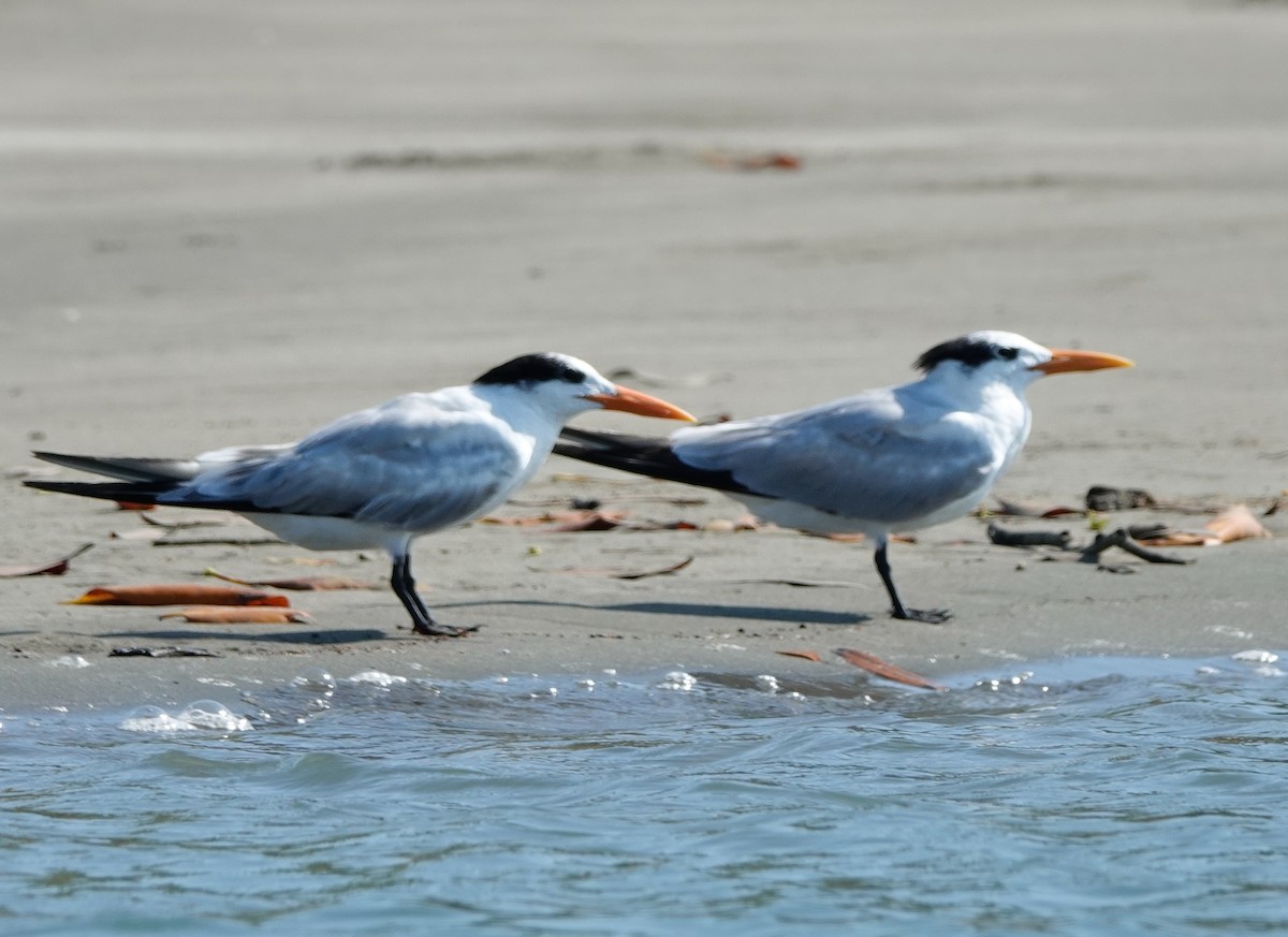 Royal Tern - ML620167177