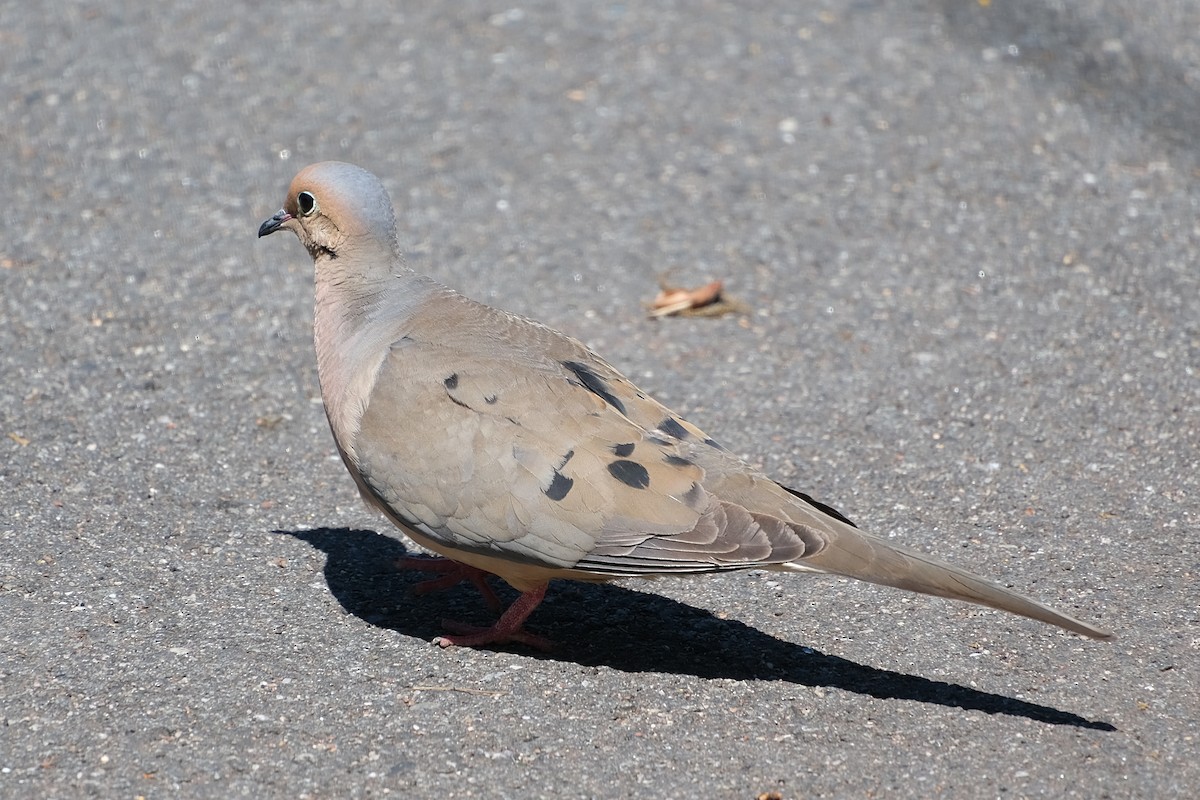 Mourning Dove - ML620167184