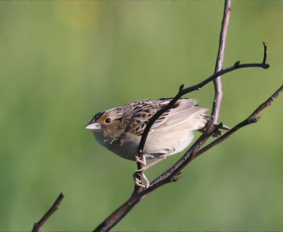 Grasshopper Sparrow - ML620167191