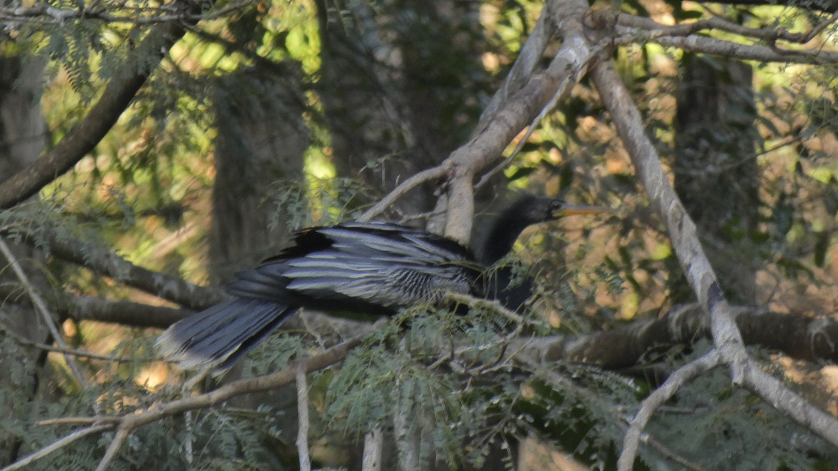 Anhinga - ML620167194