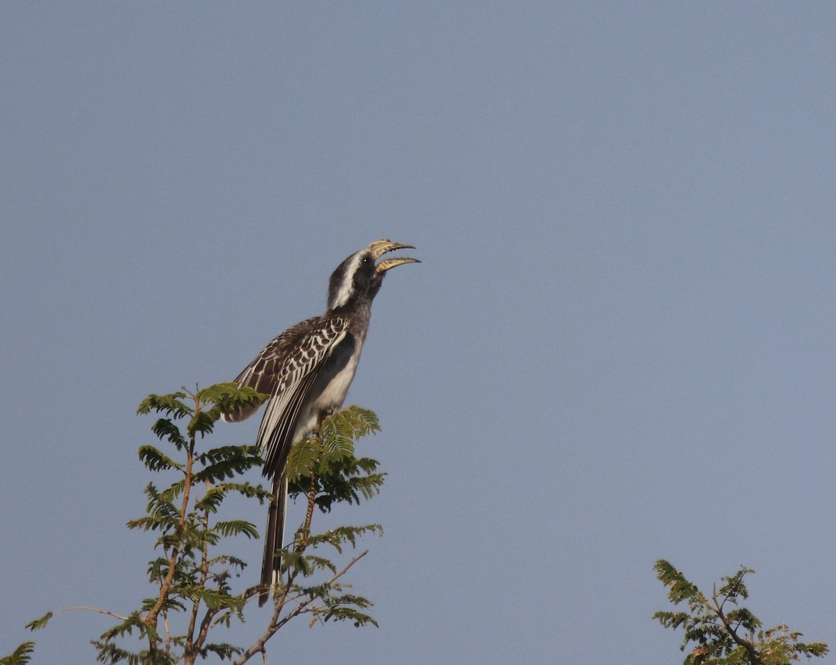 Pale-billed Hornbill - ML620167196