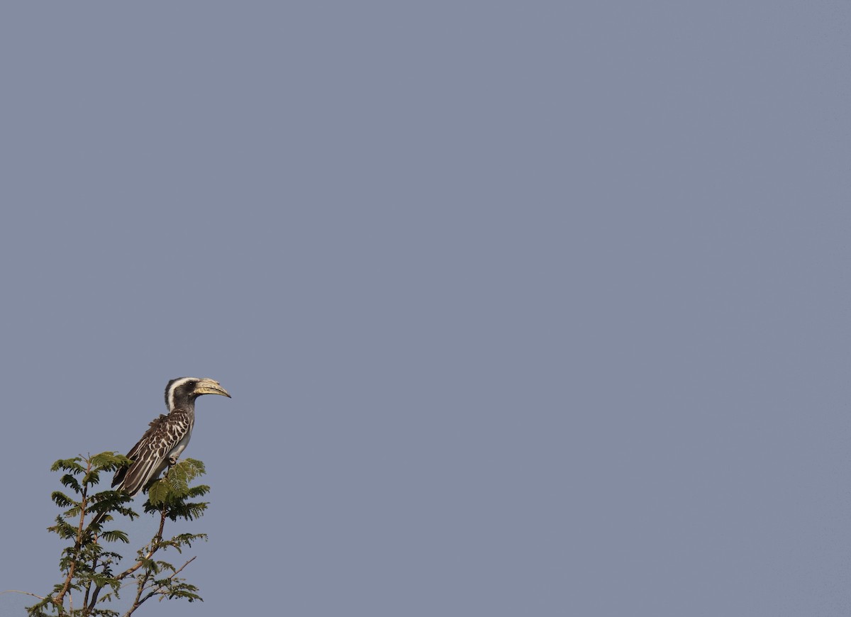 Pale-billed Hornbill - ML620167198