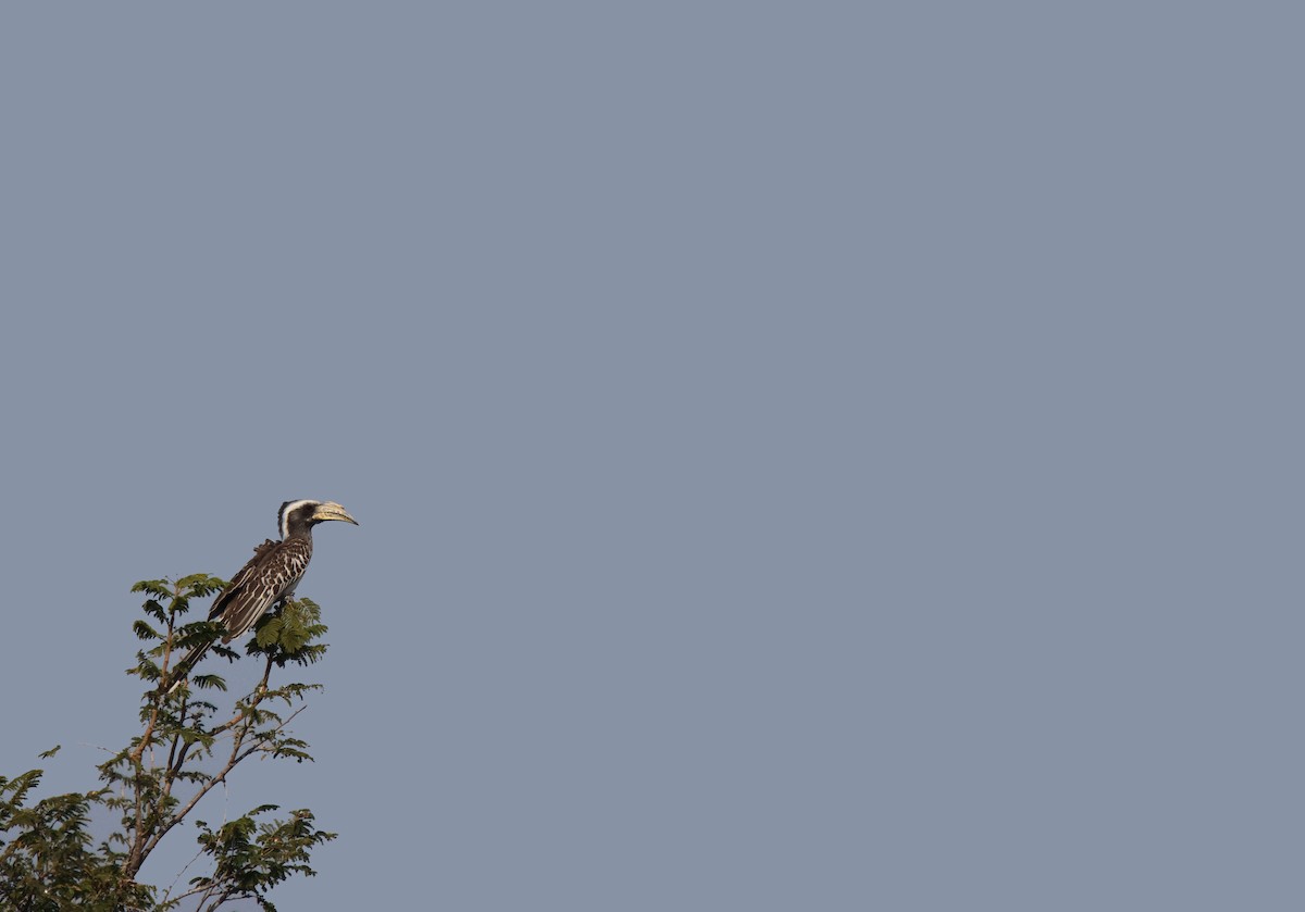 Pale-billed Hornbill - ML620167199