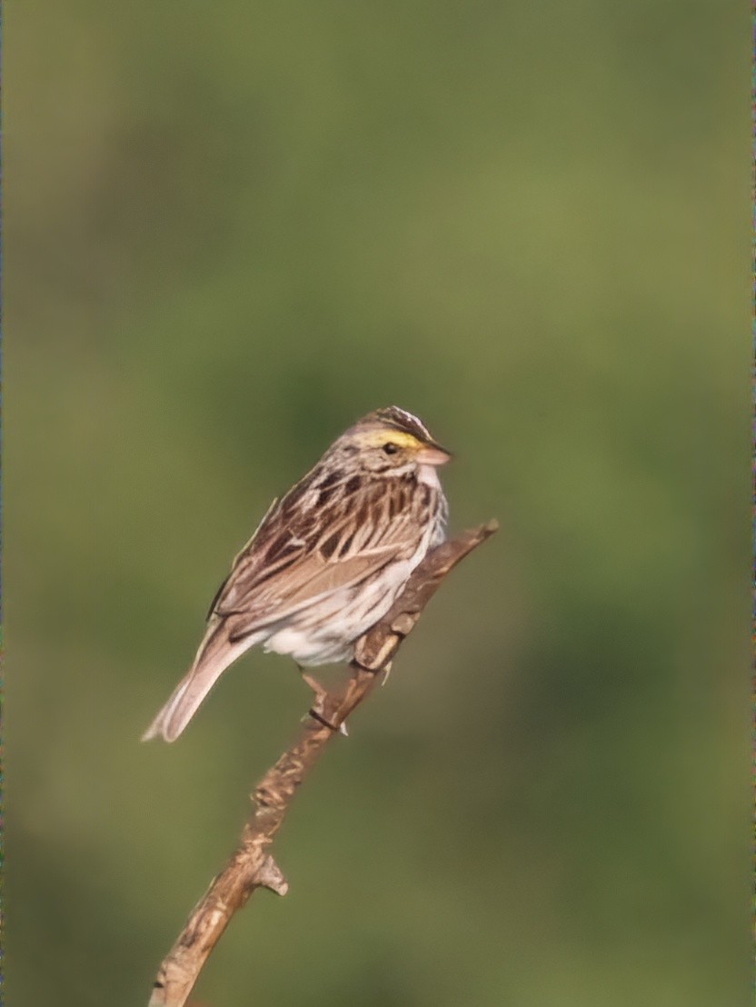 Savannah Sparrow - ML620167202