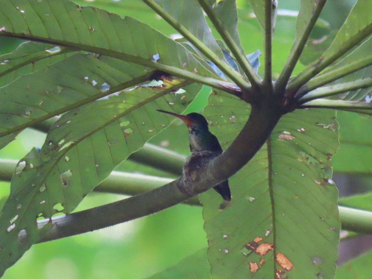 Rufous-throated Sapphire - ML620167205