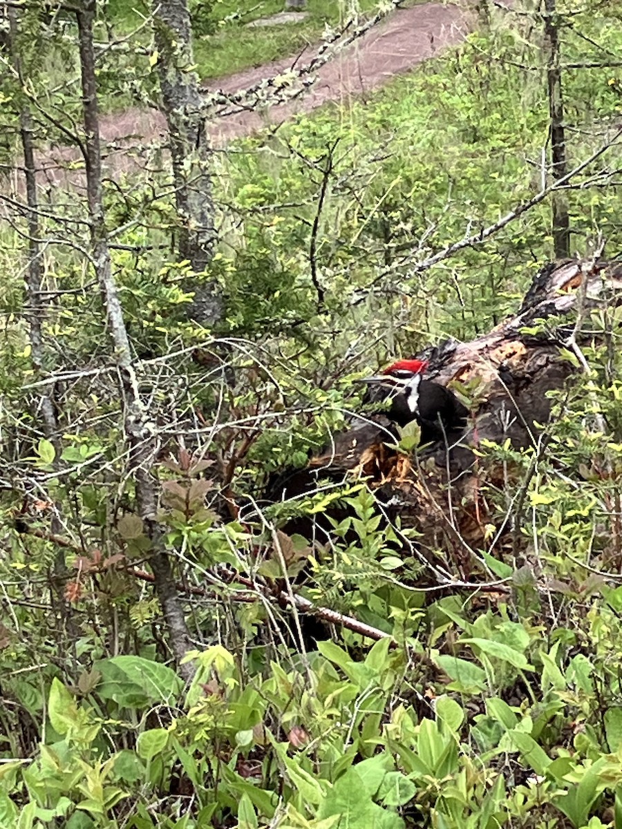 Pileated Woodpecker - ML620167206