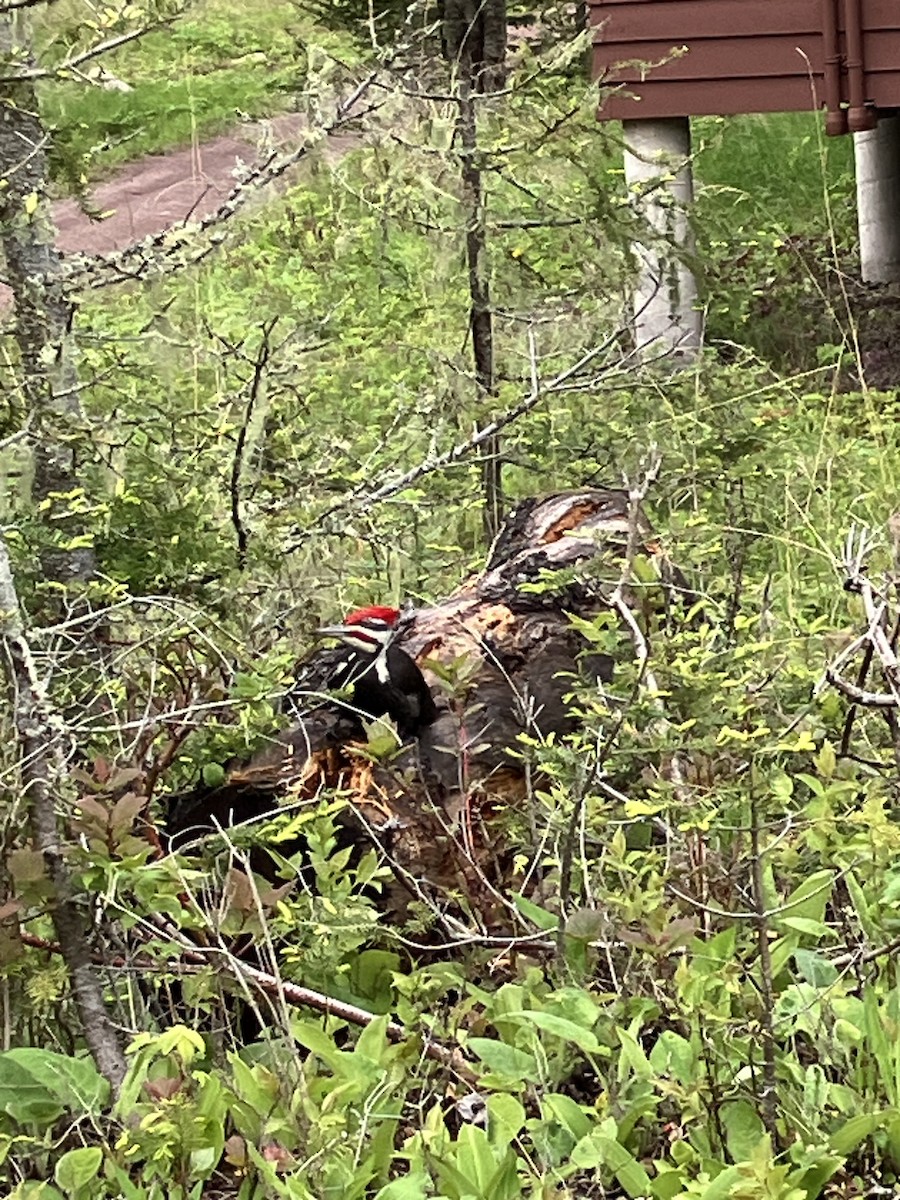 Pileated Woodpecker - Sally Reynolds