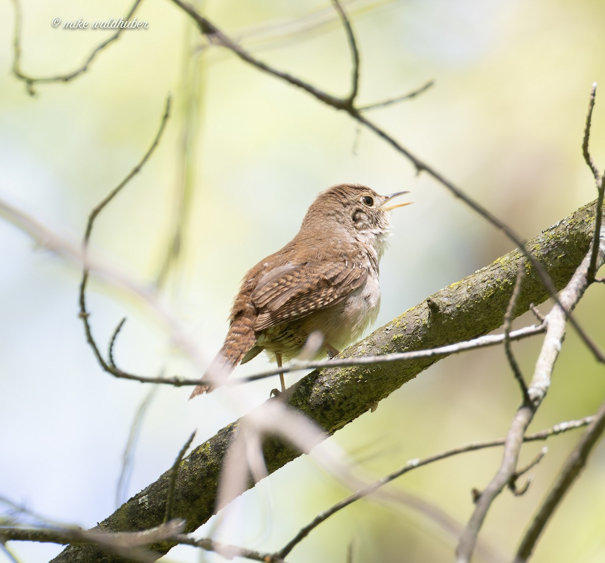 House Wren - ML620167208