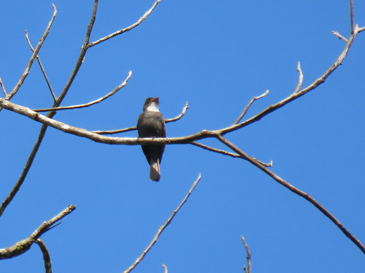 White-throated Pewee - ML620167209