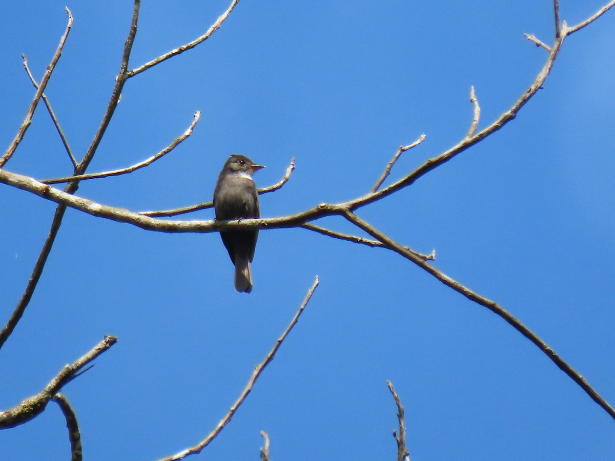 White-throated Pewee - ML620167210