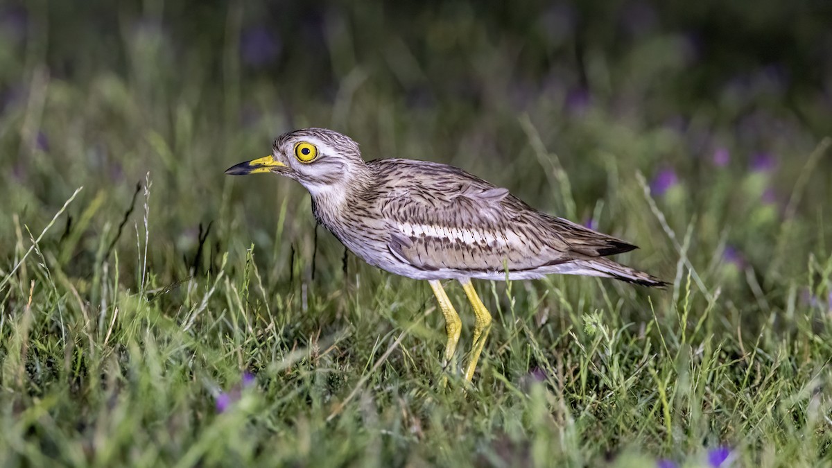 Eurasian Thick-knee - ML620167211