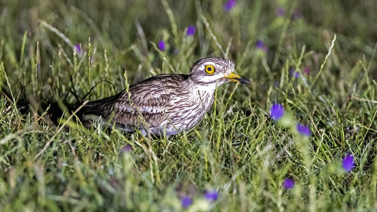 Eurasian Thick-knee - ML620167212