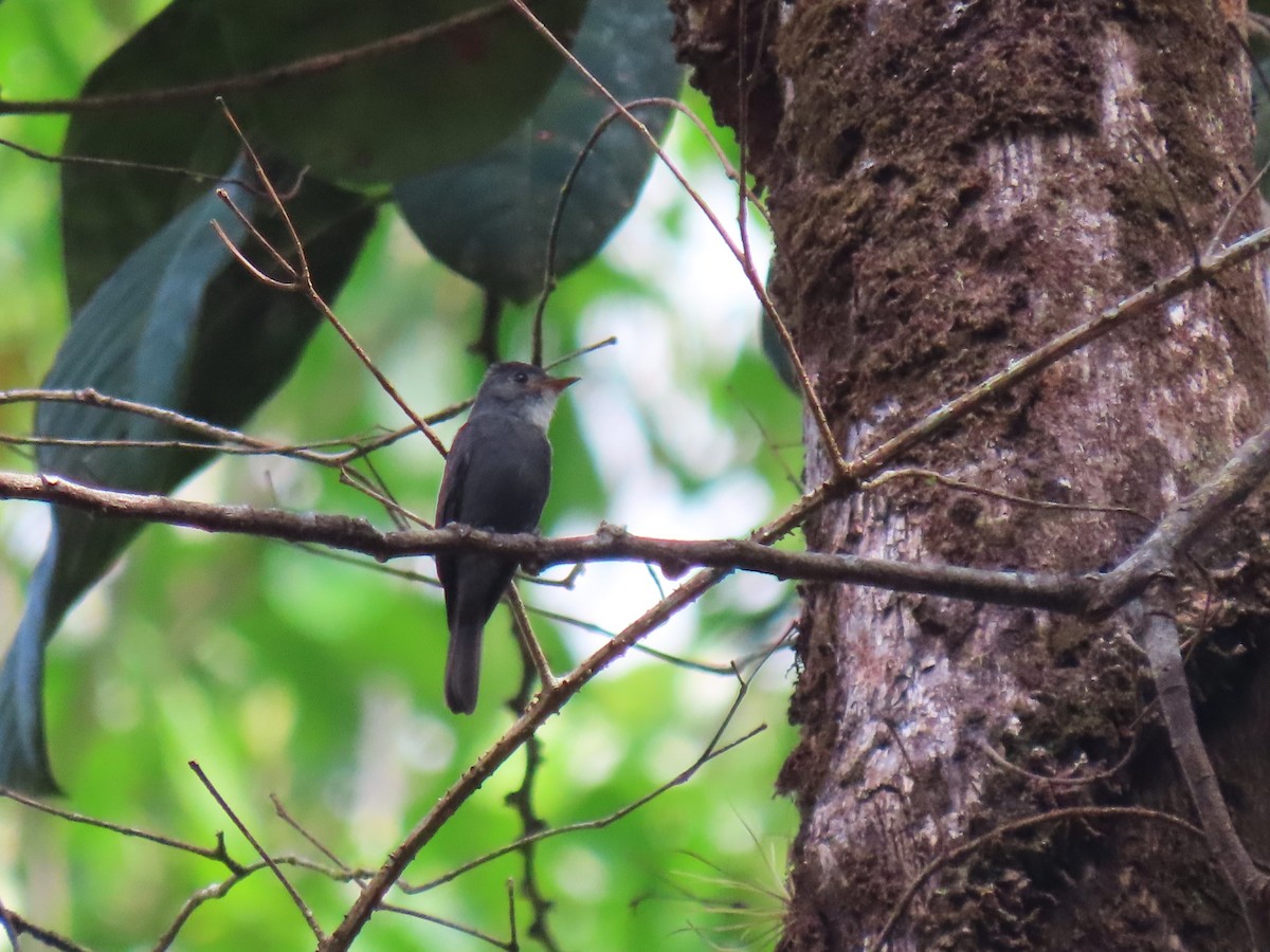 White-throated Pewee - ML620167215