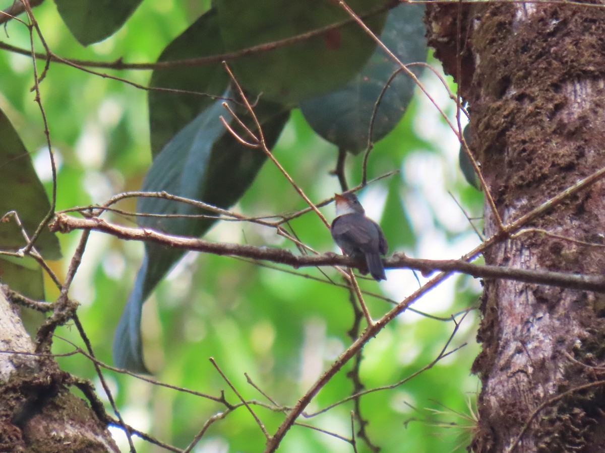 White-throated Pewee - ML620167217