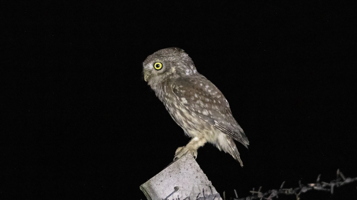 Little Owl - ML620167225